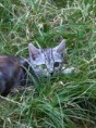 /album/douceur-de-reiki/img-0150-jpg/